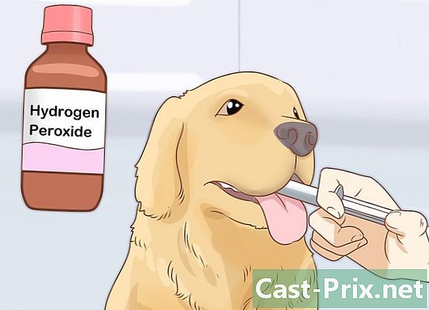 Hoe een hond te behandelen die chocolade heeft gegeten