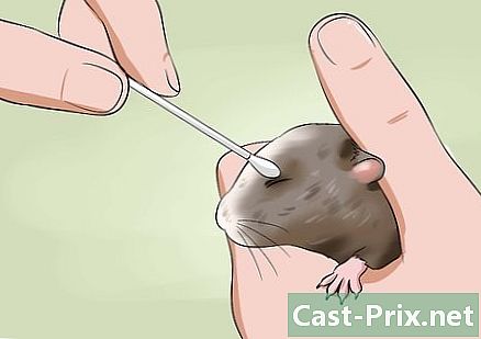 Hur man botar en hamster som har sina ögon limmade