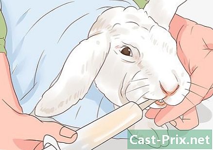 Sådan helbredes en syg kanin - Guider