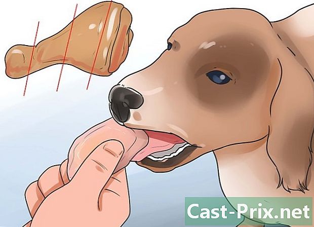 Sådan helbredes diarré hos hunde - Guider