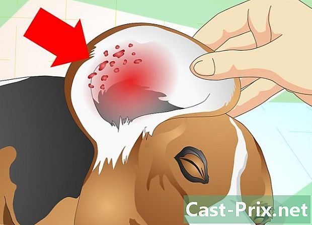 Como tratar una infección de oído en un perro - Guías