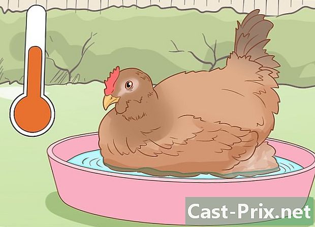 Cómo curar un pollo que tiene una retención de huevo - Guías