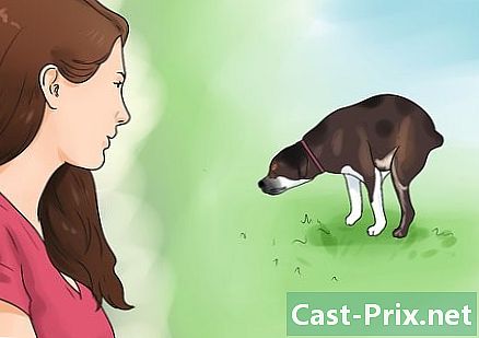 Cum să-ți scoți câinele din pat - Ghiduri
