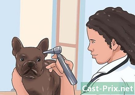 Sådan afhjælpes kløe i din hunds ører - Guider