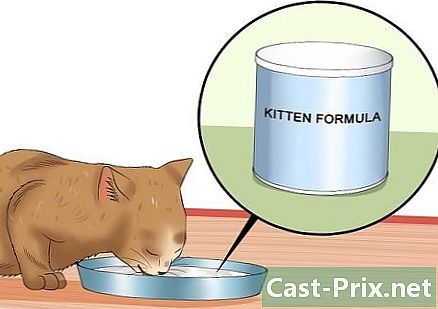 Kuinka erottaa kissanpennut äideistään adoptointia varten