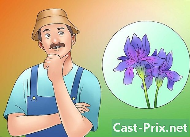 Hvordan fjerner de falmede blomster af en iris?