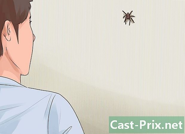 Bagaimana mengatasi rasa takutnya terhadap laba-laba
