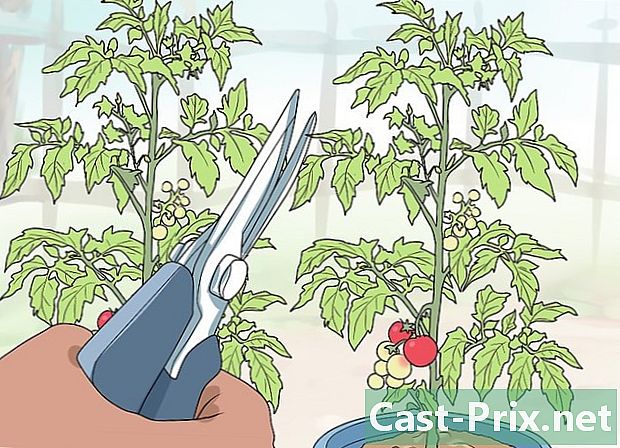 Ako rezať paradajky, ktoré rastú na terase