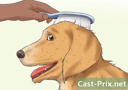 Hoe de jurk van een langharige hond te knippen