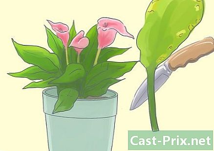Jak vyřezávat lilie - Vodítka