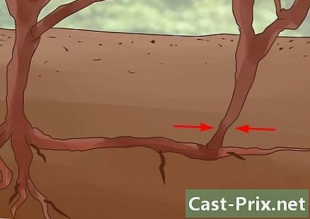 Wie man Maulbeerbäume beschneidet