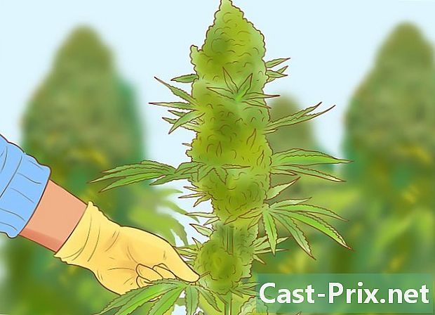 Hvordan beskjære en cannabisplante - Guider