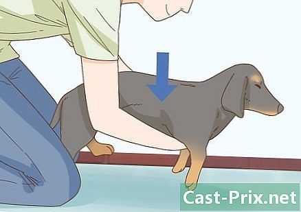 Cómo sostener adecuadamente un perro salchicha - Guías