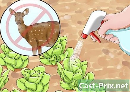 Jak zabránit jelenům od jeho zahrady