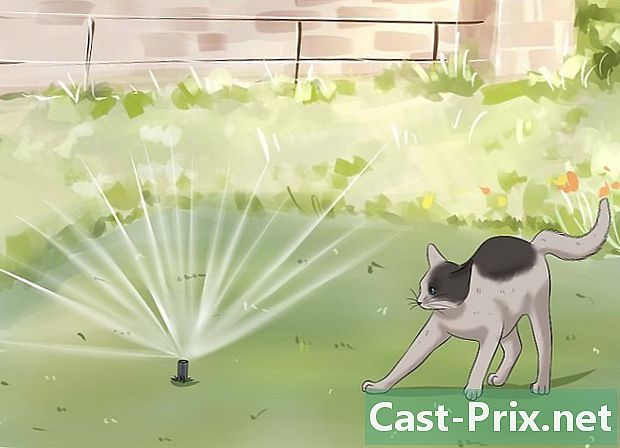 Làm thế nào để mèo tránh xa - HướNg DẫN