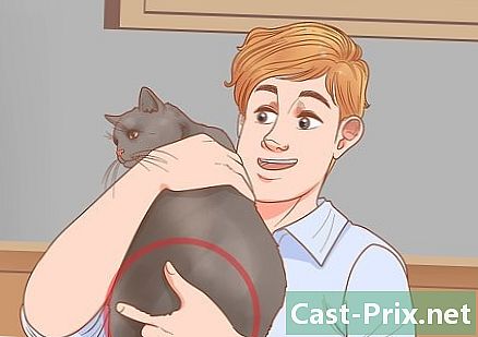 Hoe een kat vast te houden