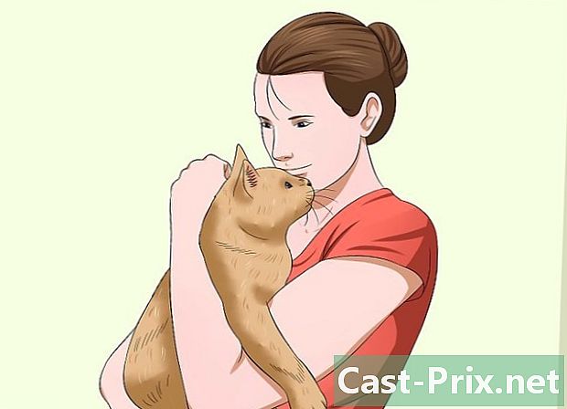 Cách ôm mèo trên tay - HướNg DẫN