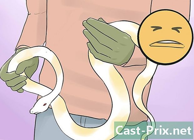 Come tenere un serpente