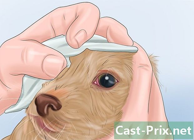 Como preparar o seu cão - Guias