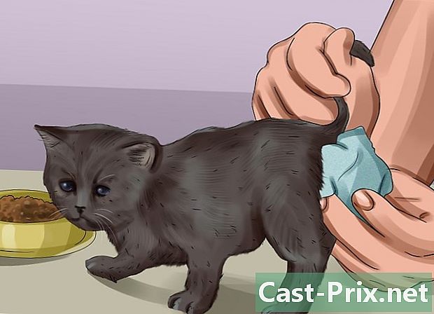 Hogyan vőlegényt árva cica