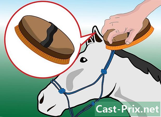 Jak upravovat koně
