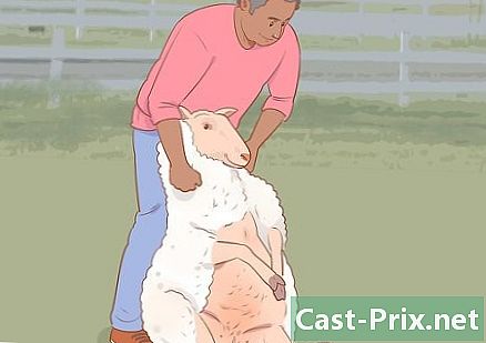 如何割羊