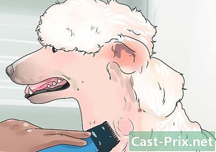 Com tractar erupcions en un gos