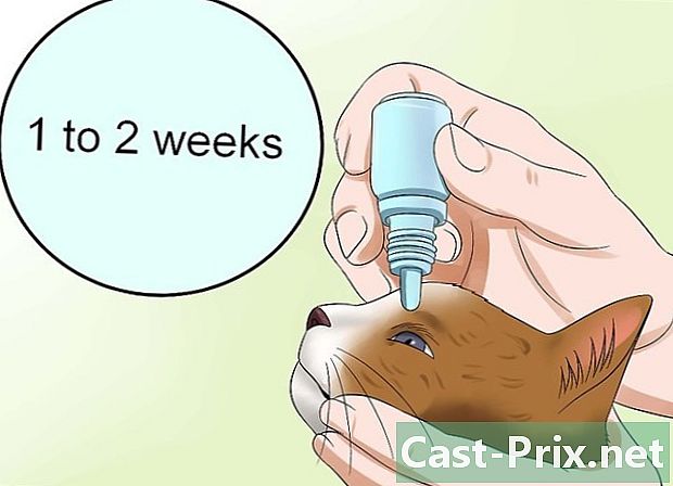Wie man Bindehautentzündung bei Katzen behandelt