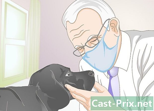 כיצד לטפל בשן השבורה של כלב