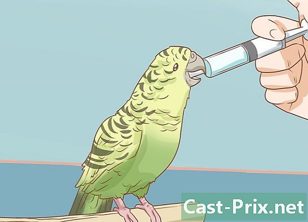 Як лікувати пронос у папуг