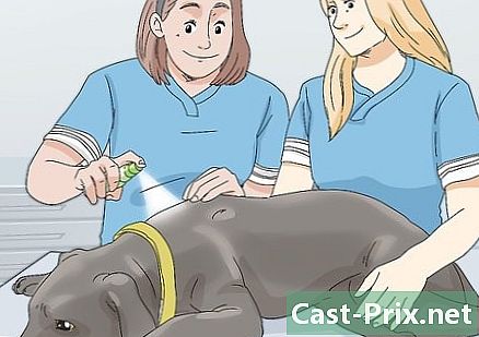 Como tratar la foliculitis en perros