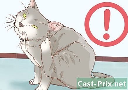 Sådan behandles øremider hos katte - Guider