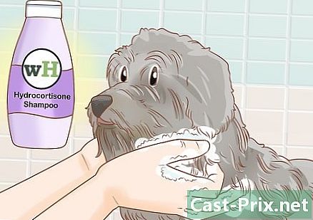 Como tratar a perda de cabelo em cães - Guias