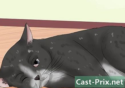 Како лечити избочење трећег капка код мачака