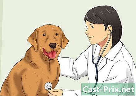 Bir köpeğin kancasını tedavi nasıl