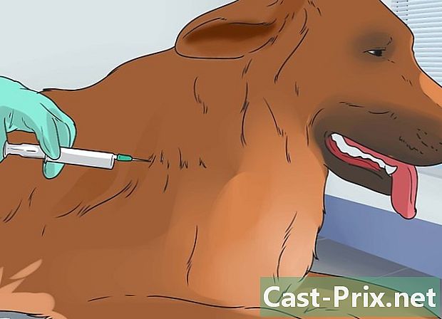 Jak zacházet s anémií u psa