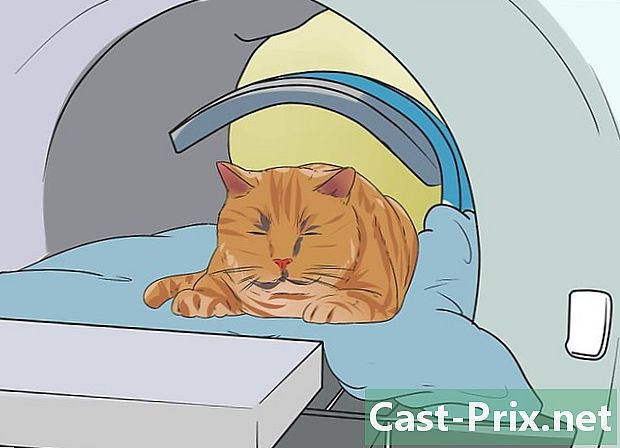 Jak leczyć raka kotów - Prowadnice