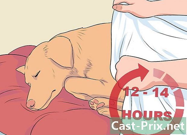 כיצד לטפל בהצטננות בכלבים