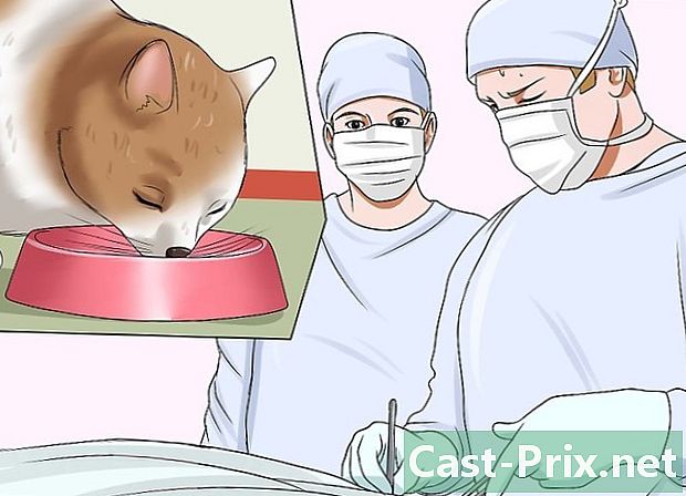 Cách điều trị sỏi tiết niệu ở mèo - HướNg DẫN
