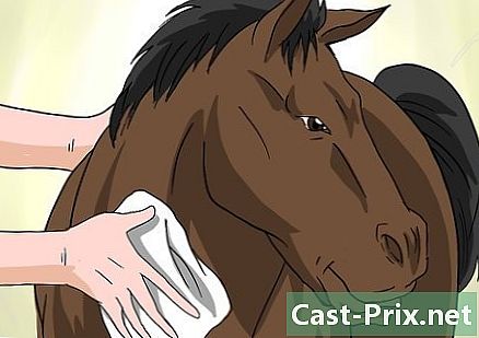 Cara mengobati kutu di kuda