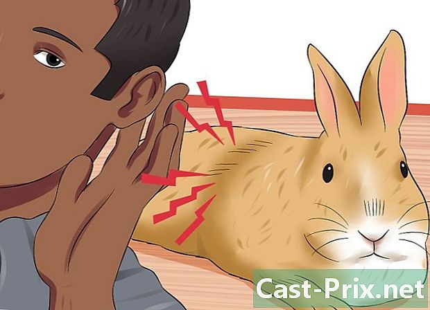 כיצד לטפל בבעיות עיכול אצל ארנבים