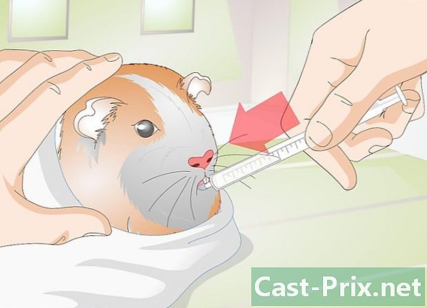 Cách điều trị các vấn đề về hô hấp ở chuột lang - HướNg DẫN