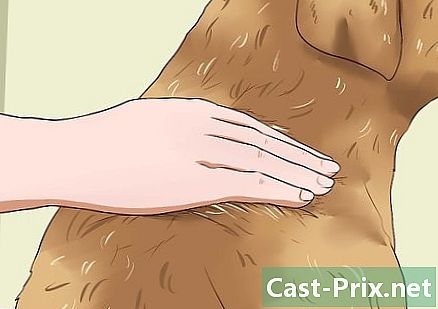 Como tratar vermes em cães