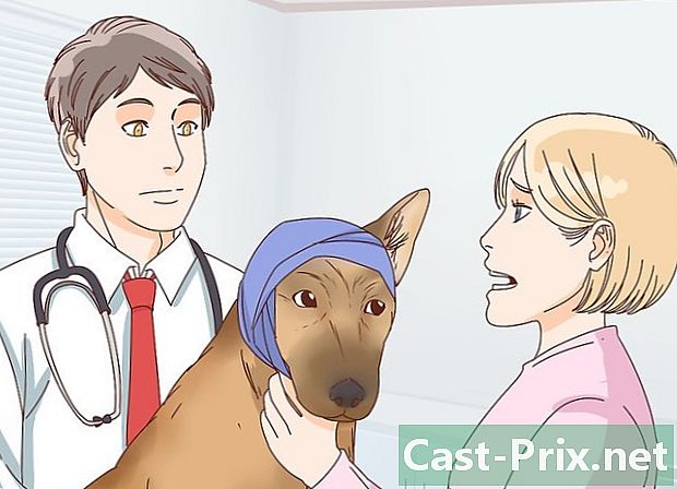 Hoe het versnipperde oor van een hond te behandelen
