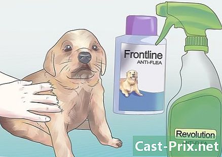 Cómo tratar naturalmente a un cachorro muy joven contra las pulgas - Guías