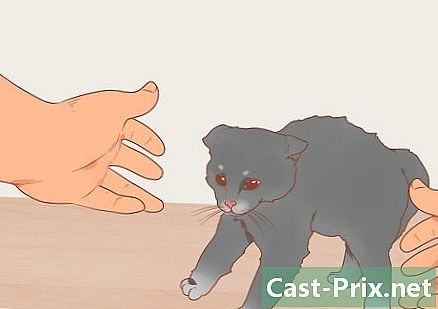 Cómo tratar a tu mascota