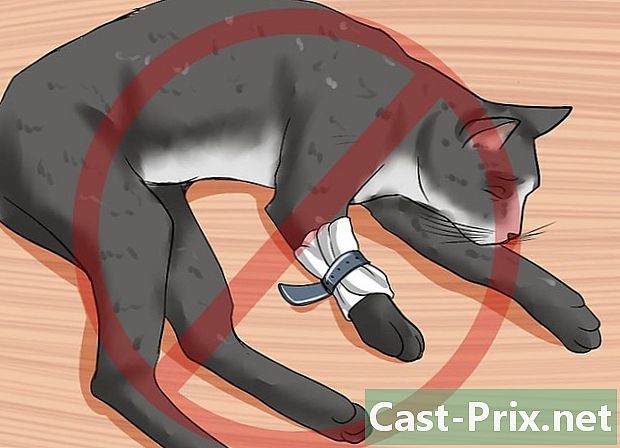 Hoe uw kat te behandelen na een slangenbeet