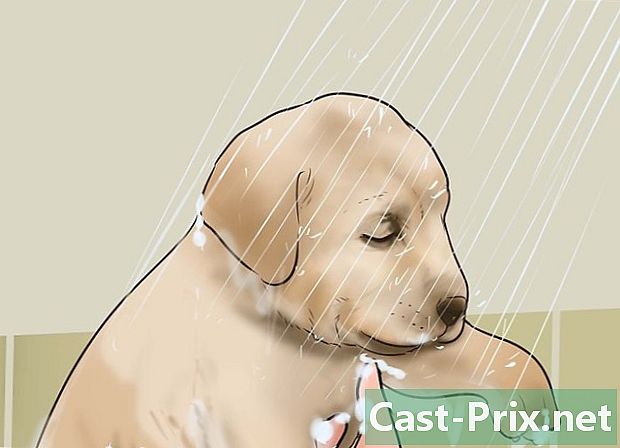כיצד לטפל בכלבך באמצעות חומץ סיידר