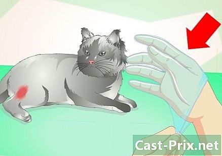 Hur man behandlar en abscess hos en katt