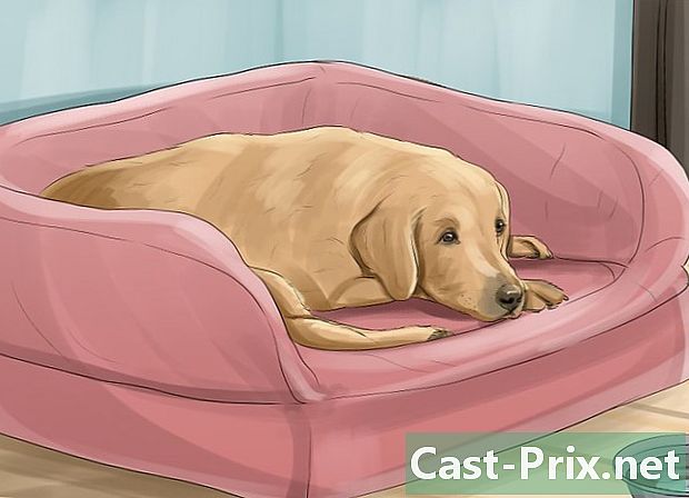 एक कुत्ते में एक स्ट्रोक का इलाज कैसे करें